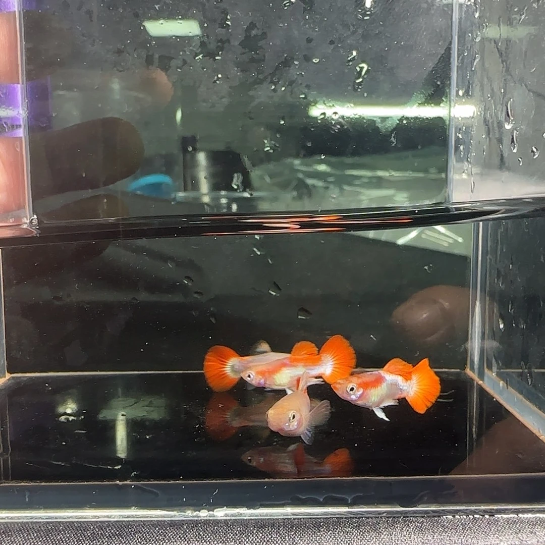 孔雀鱼关注主播可以下单