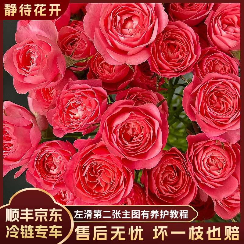 【静待花开】胭脂公主-A级多头玫瑰云南鲜花斗南花卉顺丰京东高品质