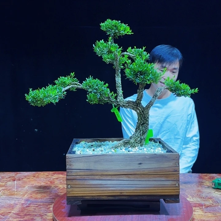 当前无花朵，栽培后可花朵广东小叶邹皮雀舌黄杨