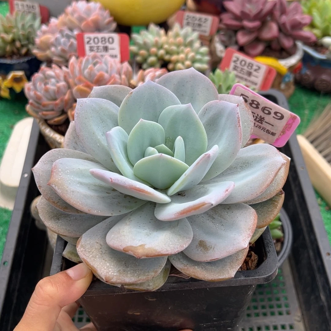 表妹精品多肉5869.