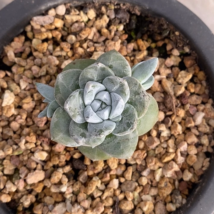 法瑞娜莎包邮非偏远