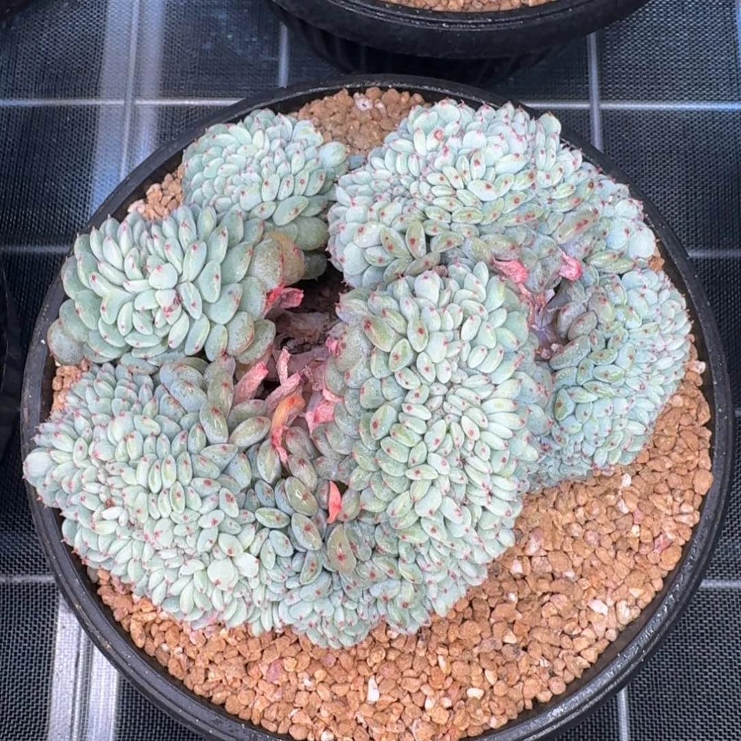 从前慢多肉编号白胖子缀化