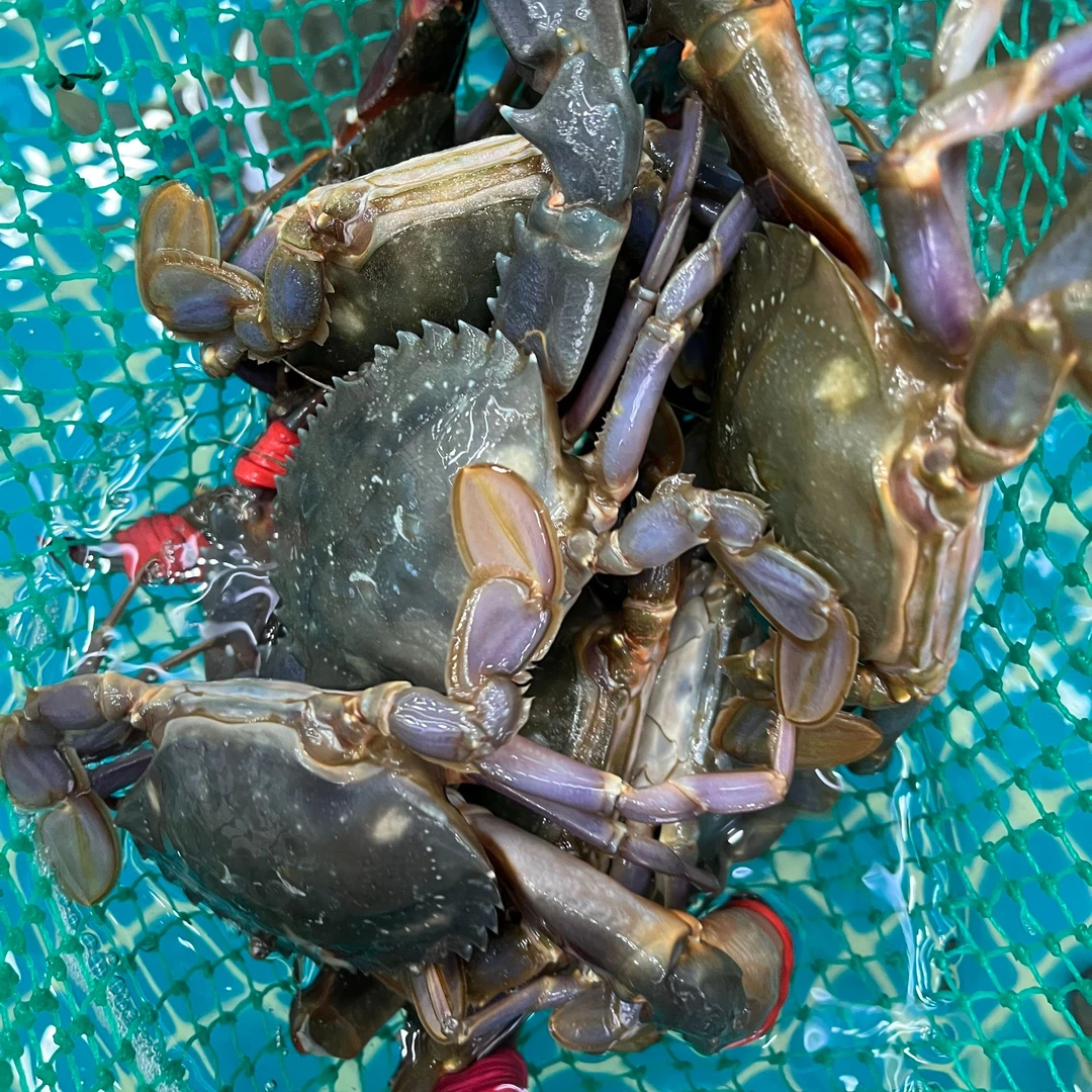 东港野生赤甲红单只2-3两左右3斤装【保鲜不保活】