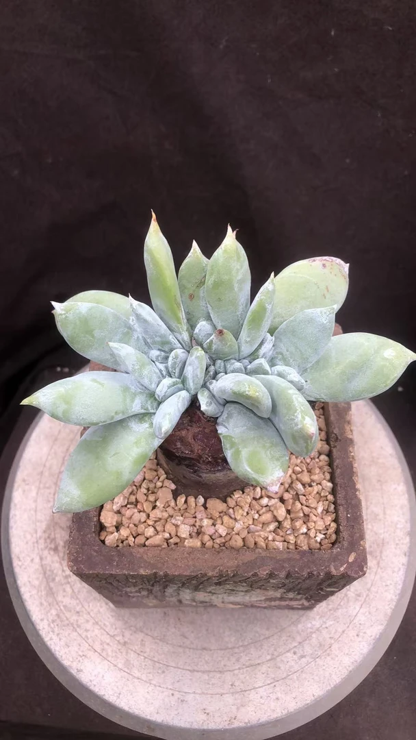 多肉植物牡丹苹果叶缀化精控老桩