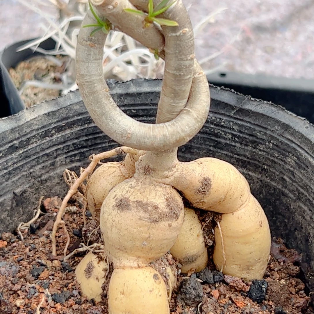 实生 柳叶麒麟块根