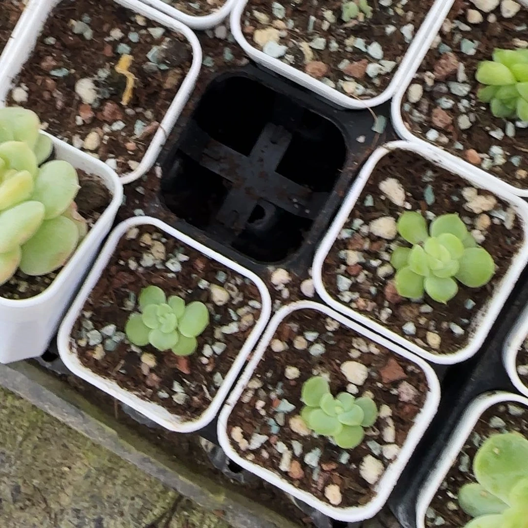 现金中盆外棚一个满25包邮