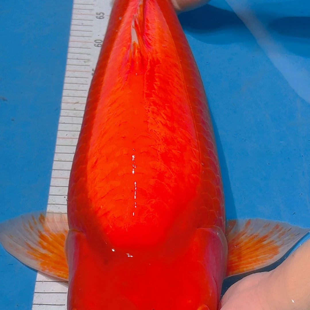 锦鲤锦鲤锦鲤锦鲤锦鲤