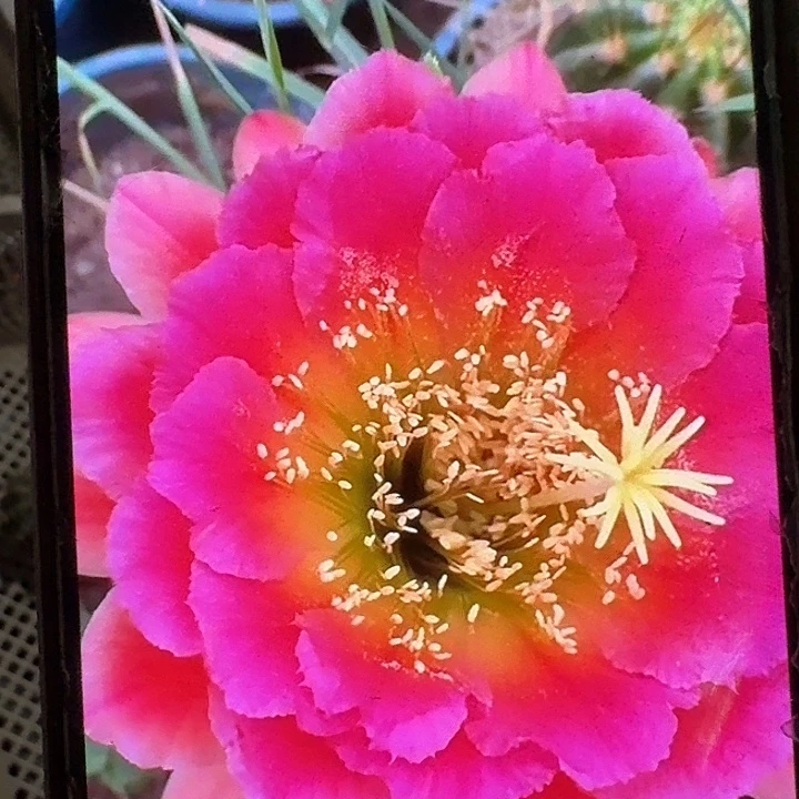 闭月侧芽5公分左右毛花柱（20包邮）