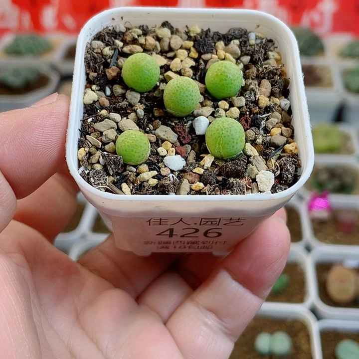 佳人园艺多肉生石花玉米426