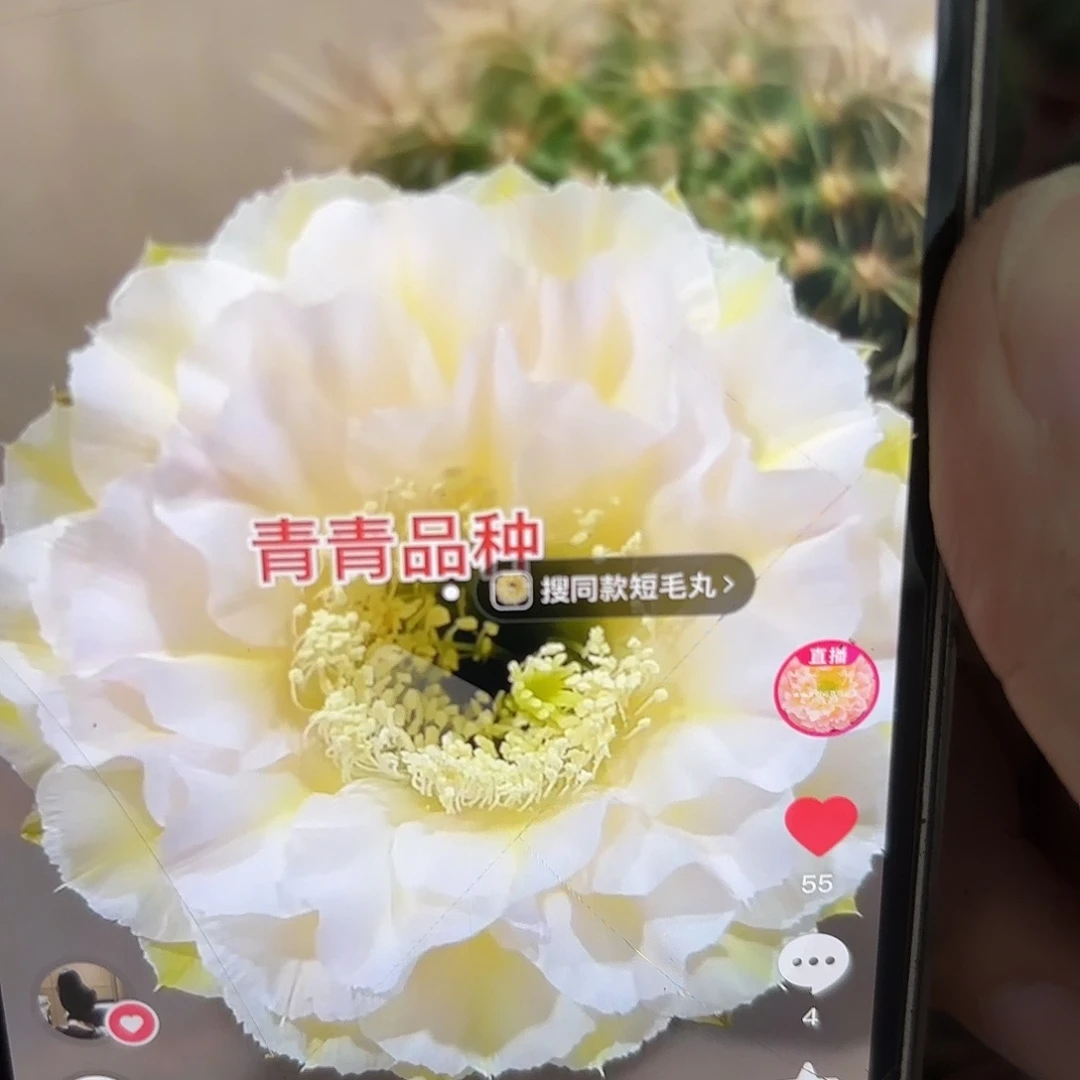 彩草蛋糕6公分左右