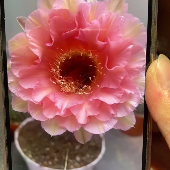 香香青瞳侧芽2公分左右
