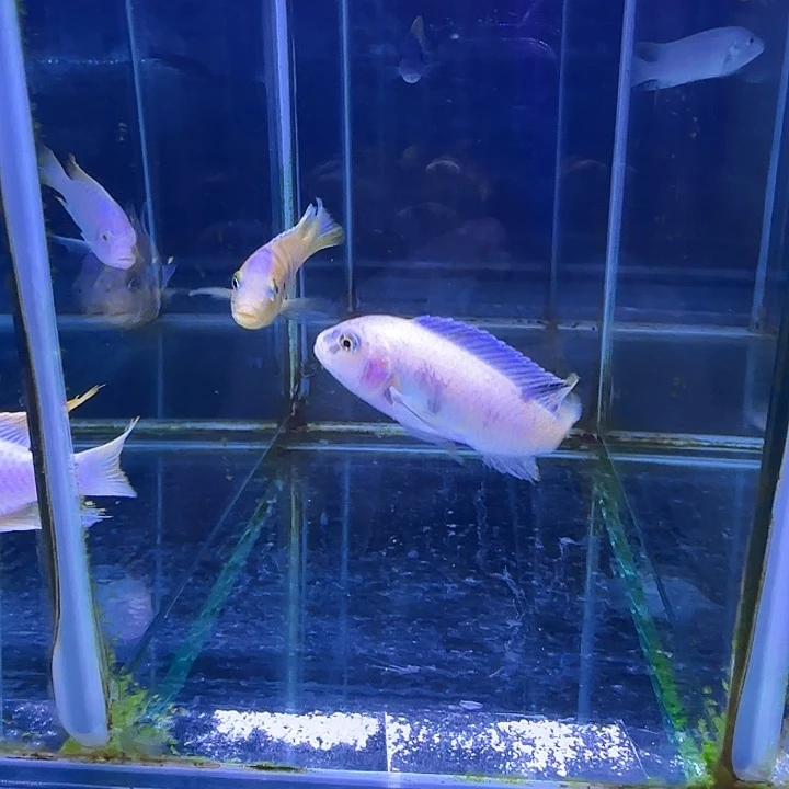 努***斗海水鱼329和68班麻雀