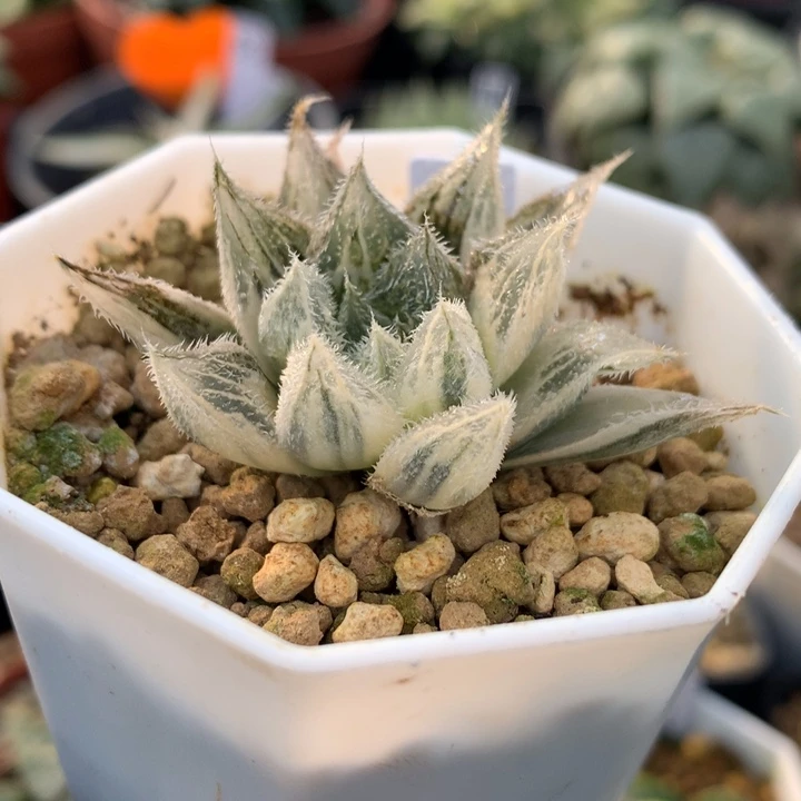 绘卷玉露锦，带盆发货