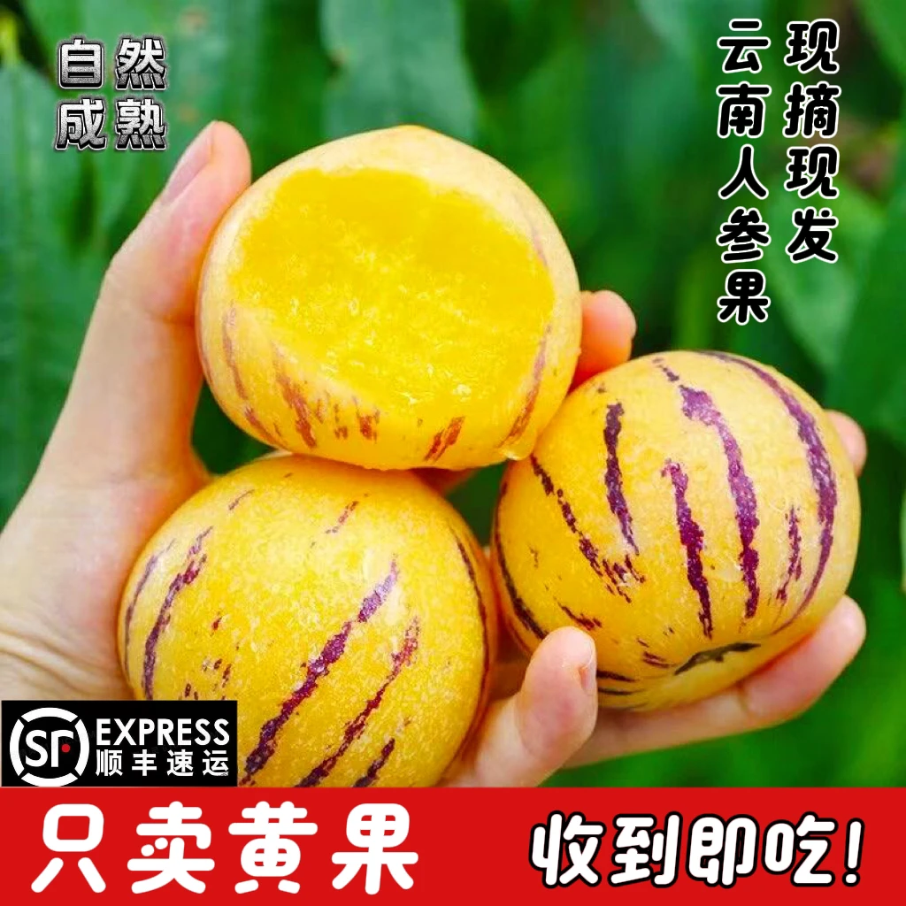 云南石林树上熟黄肉圆果果新鲜清甜多汁当季水果