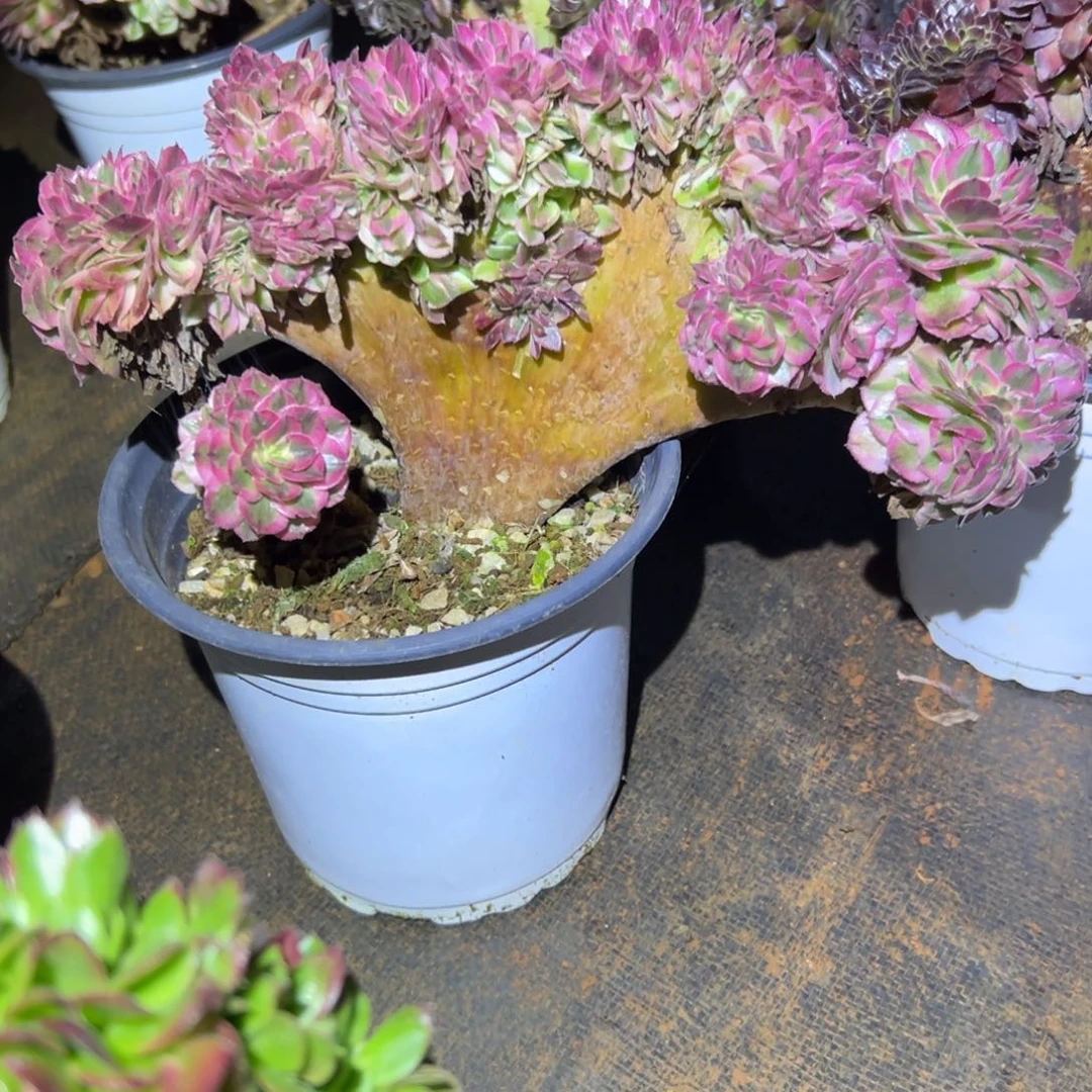 倾城老桩厚板朵缀