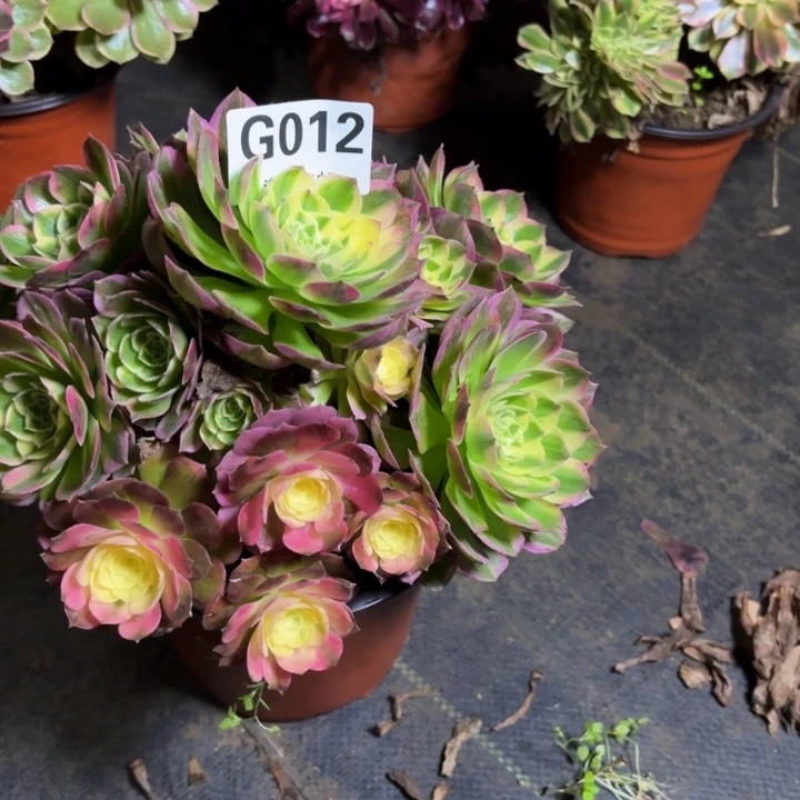 周***姐瑞妈，，，，。012海王，