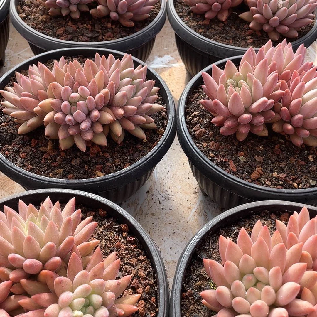 红蜻蜓杂群生精控15厘米可挑