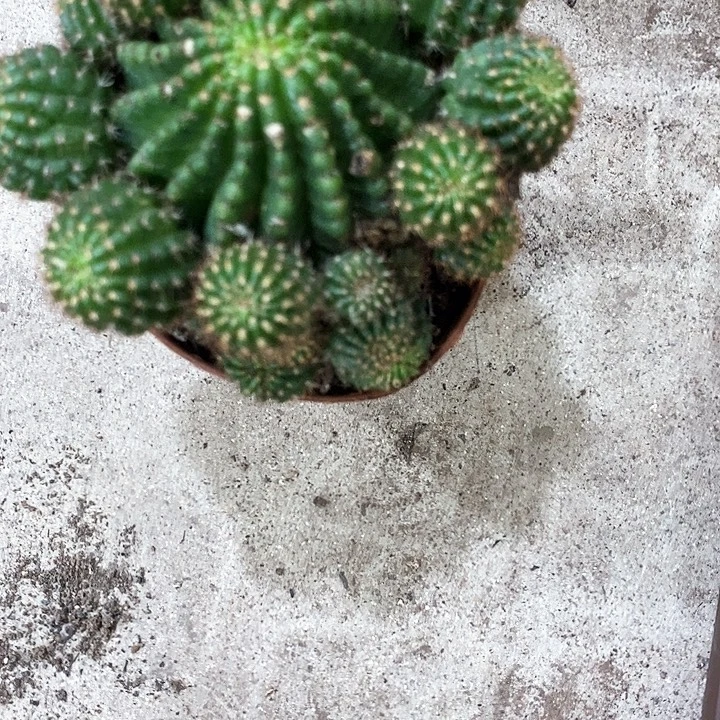 红黑心丽花，2579999