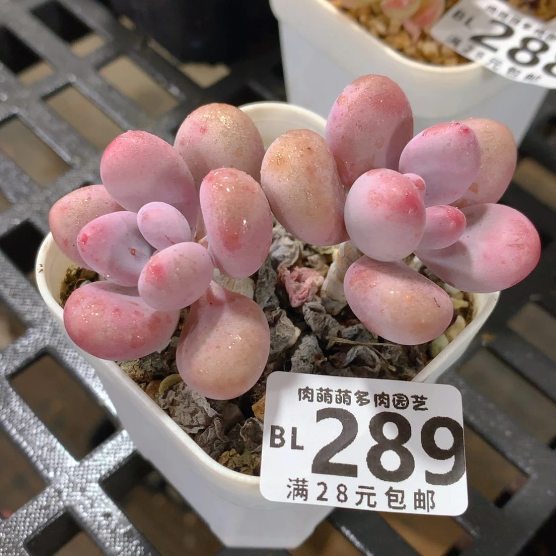 肉萌萌5cm拇指盆精控多肉BL289