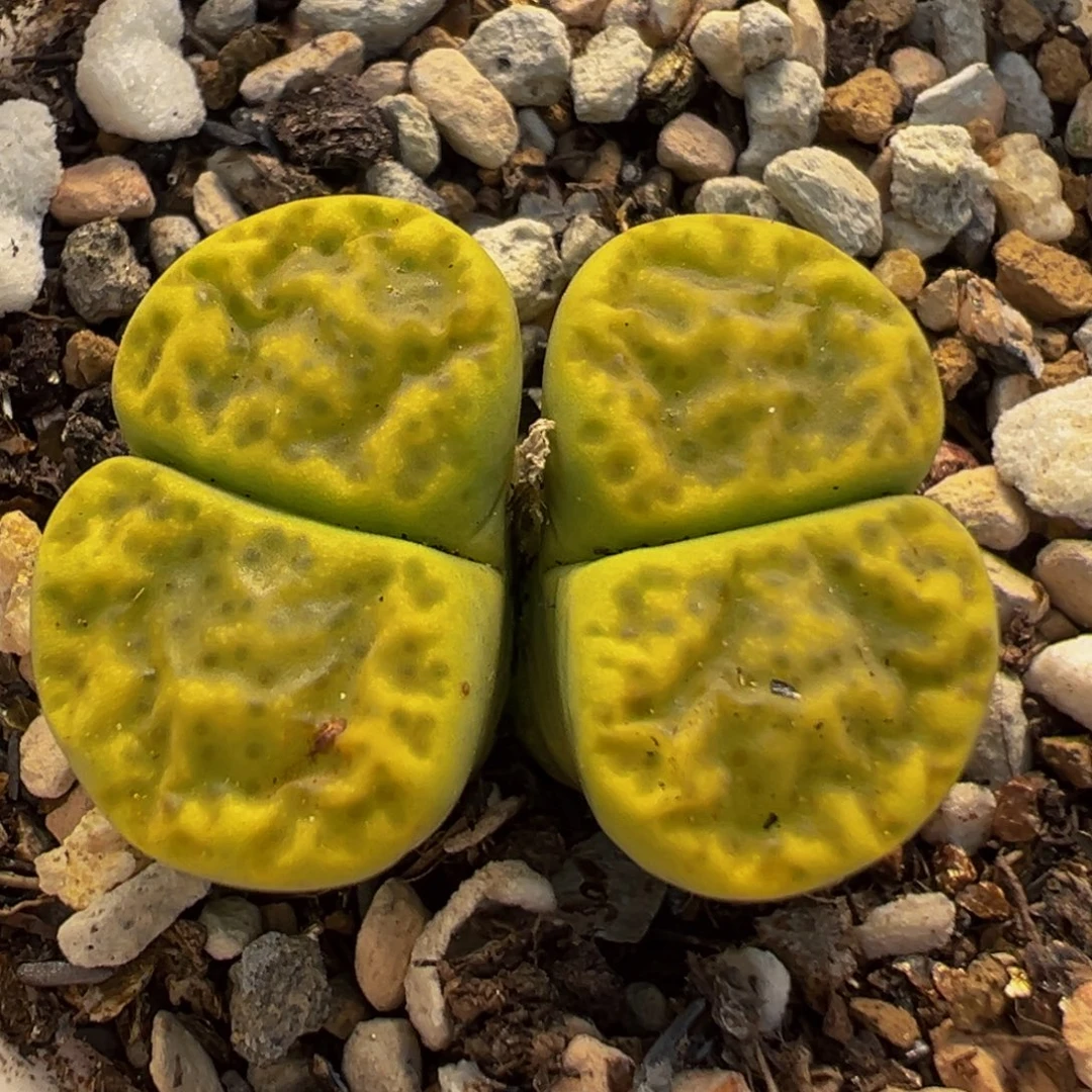 78多肉植物百科植物