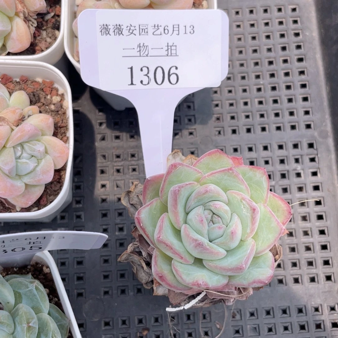 薇薇安园艺多肉1306