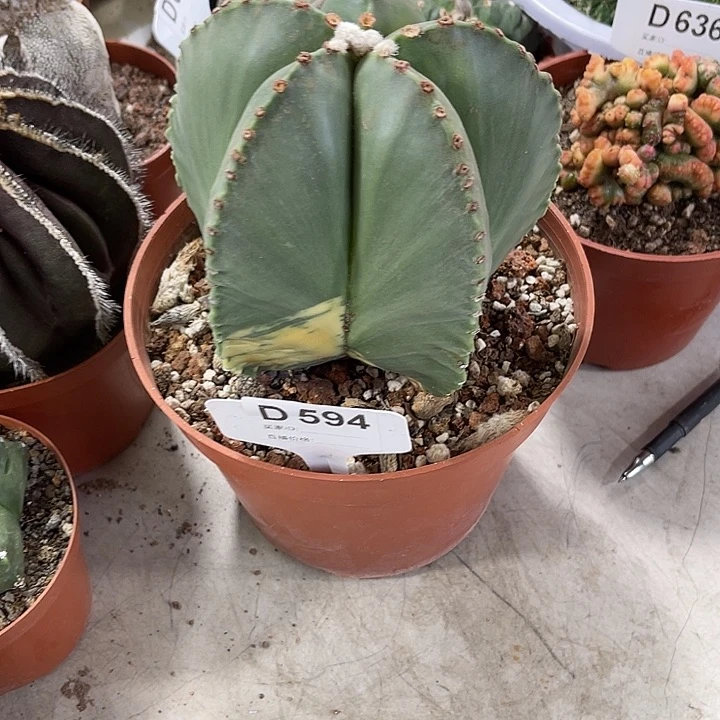 仙人球仙人球开花