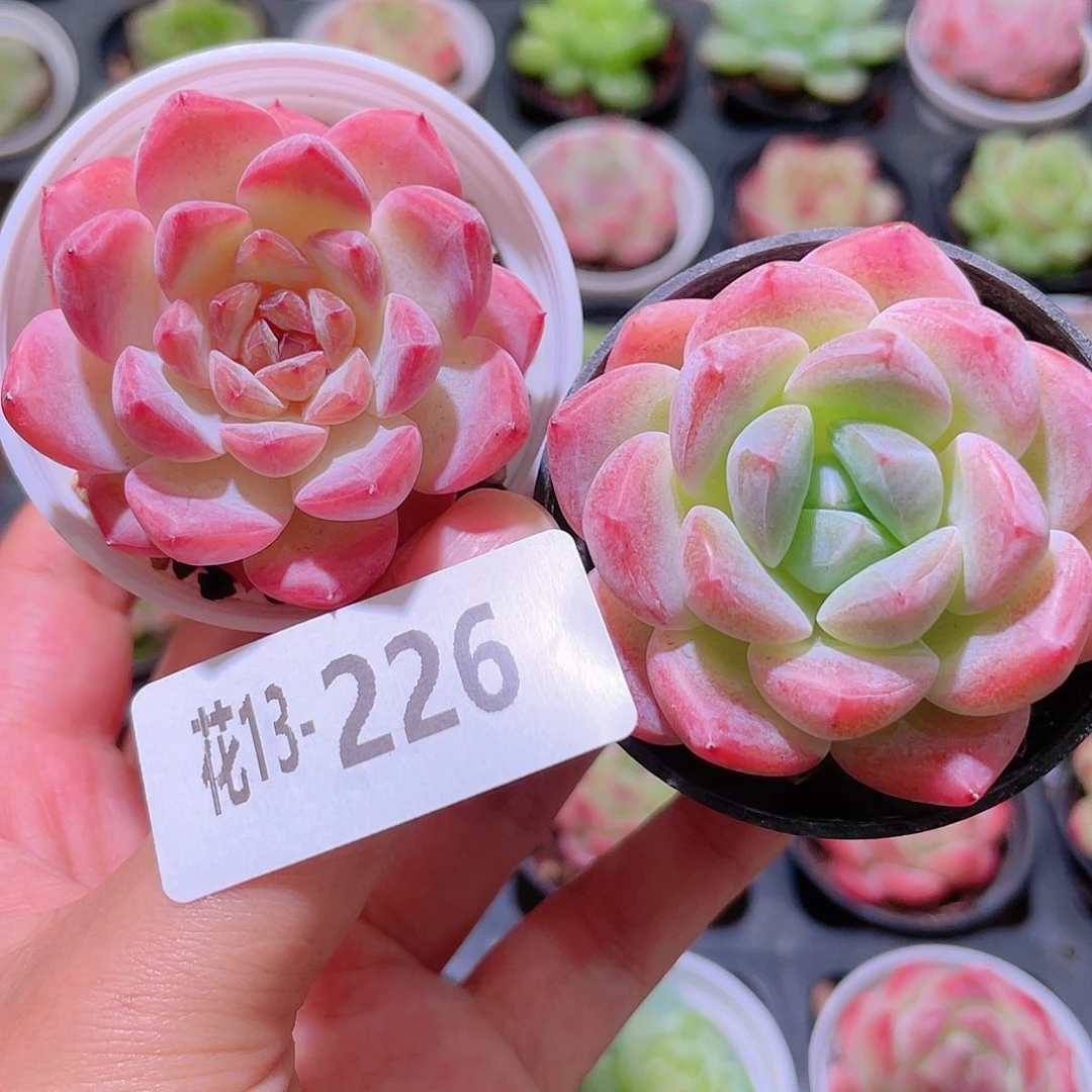 花利美13-226多肉2颗