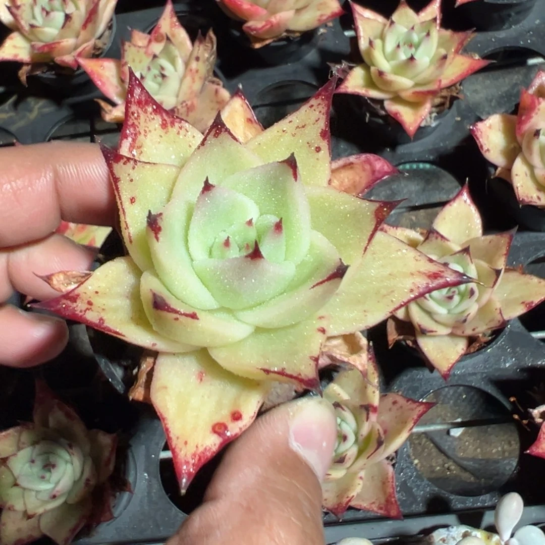 韩货星星凸起 到手1颗 量拍多肉