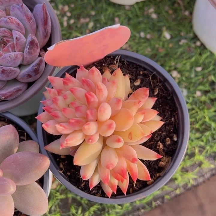 健健康康平平安安