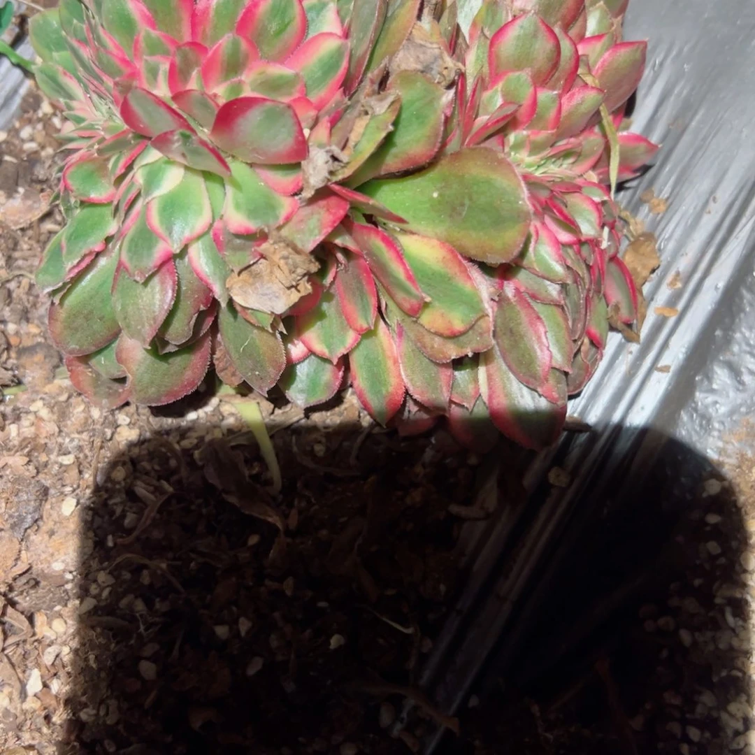 448 号多肉植物法师新年福利