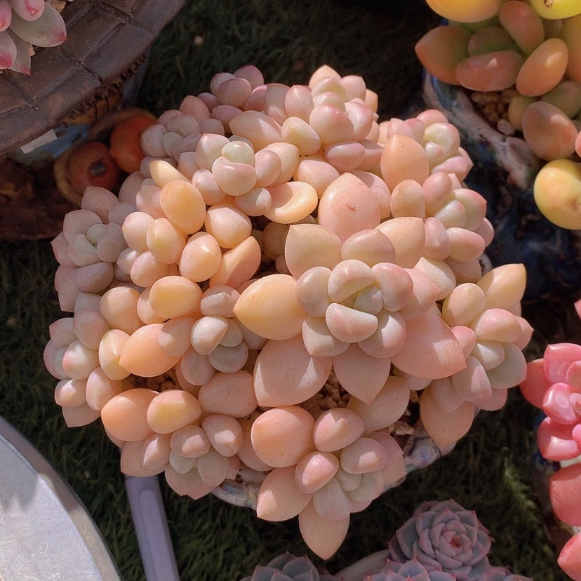 【闪购商品】彩虹泡泡糖