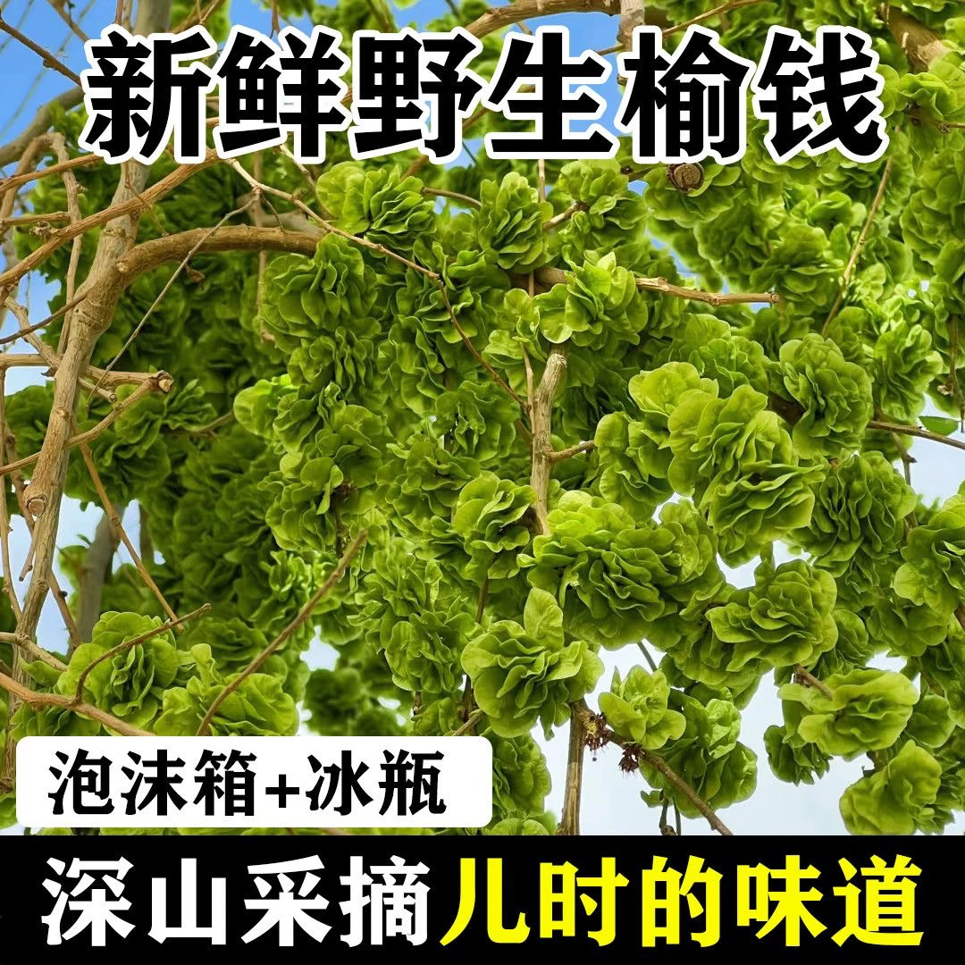 [榆钱新鲜]25年现摘榆钱子天然野菜榆钱野生时令蔬菜饭榆钱窝窝