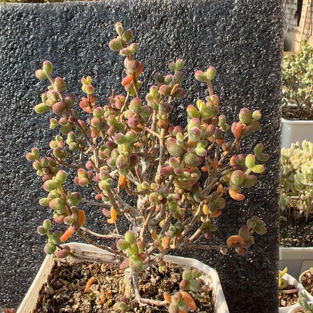 5-935糖球白糊斑锦精控老桩2年