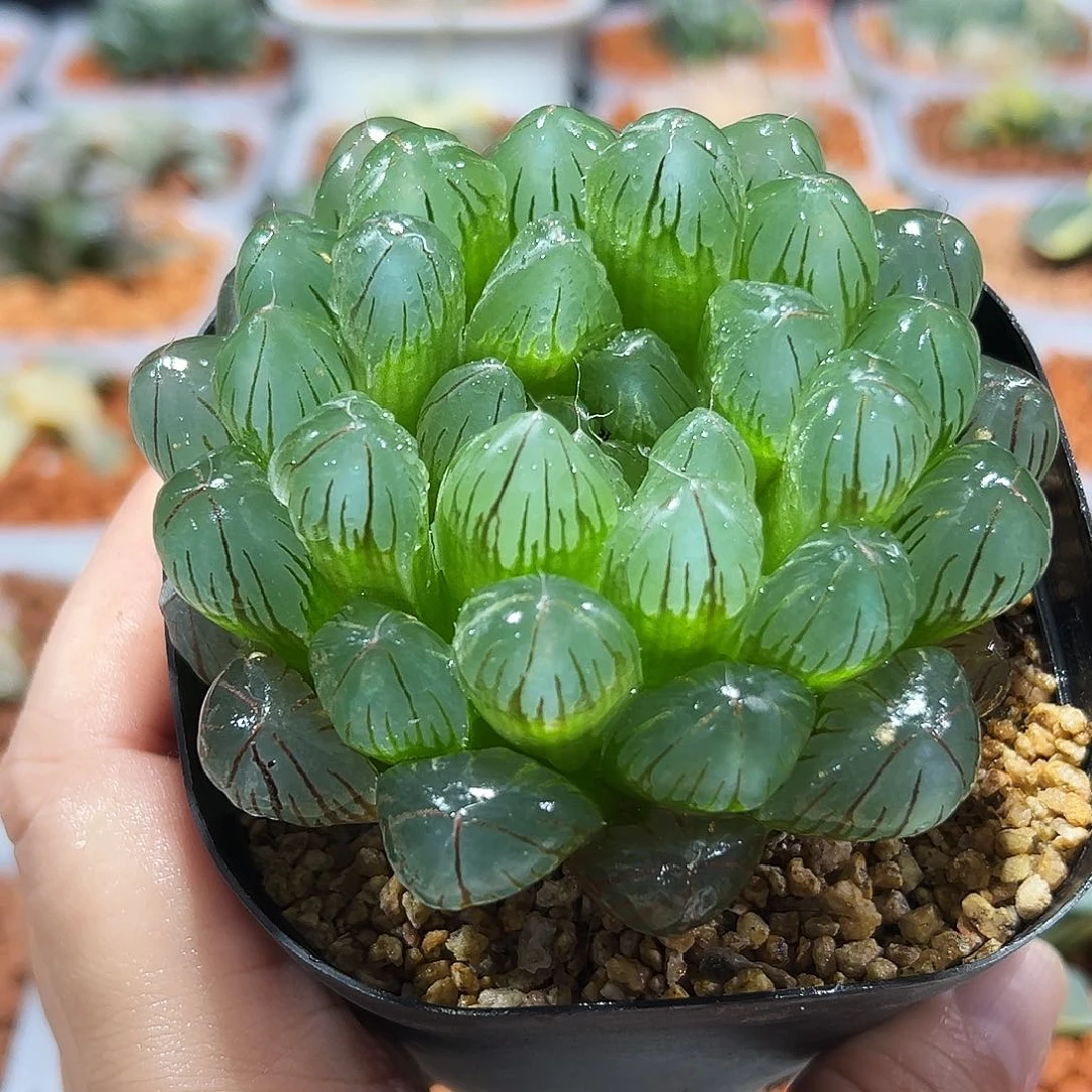 健**安十二卷多肉实生玉露