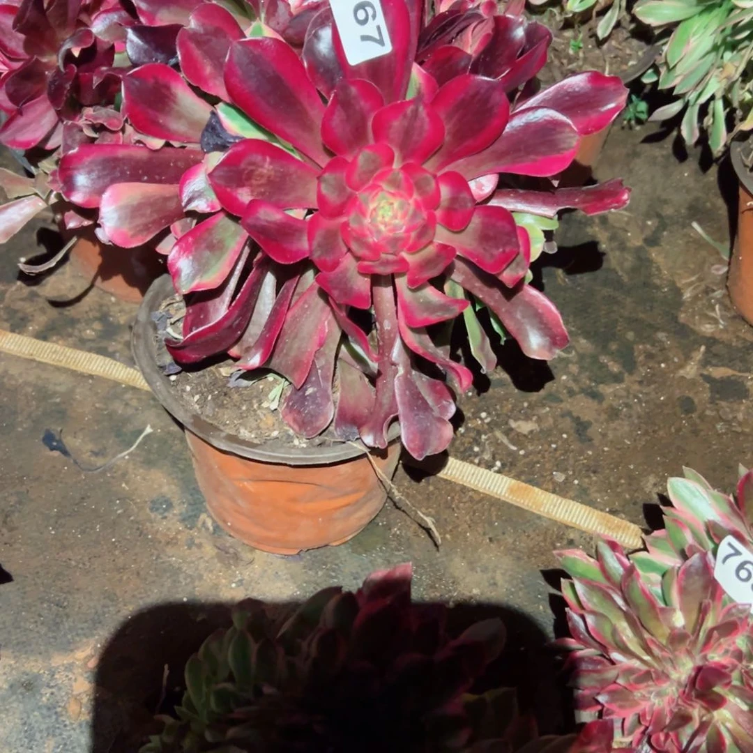 767 号多肉植物新年福利