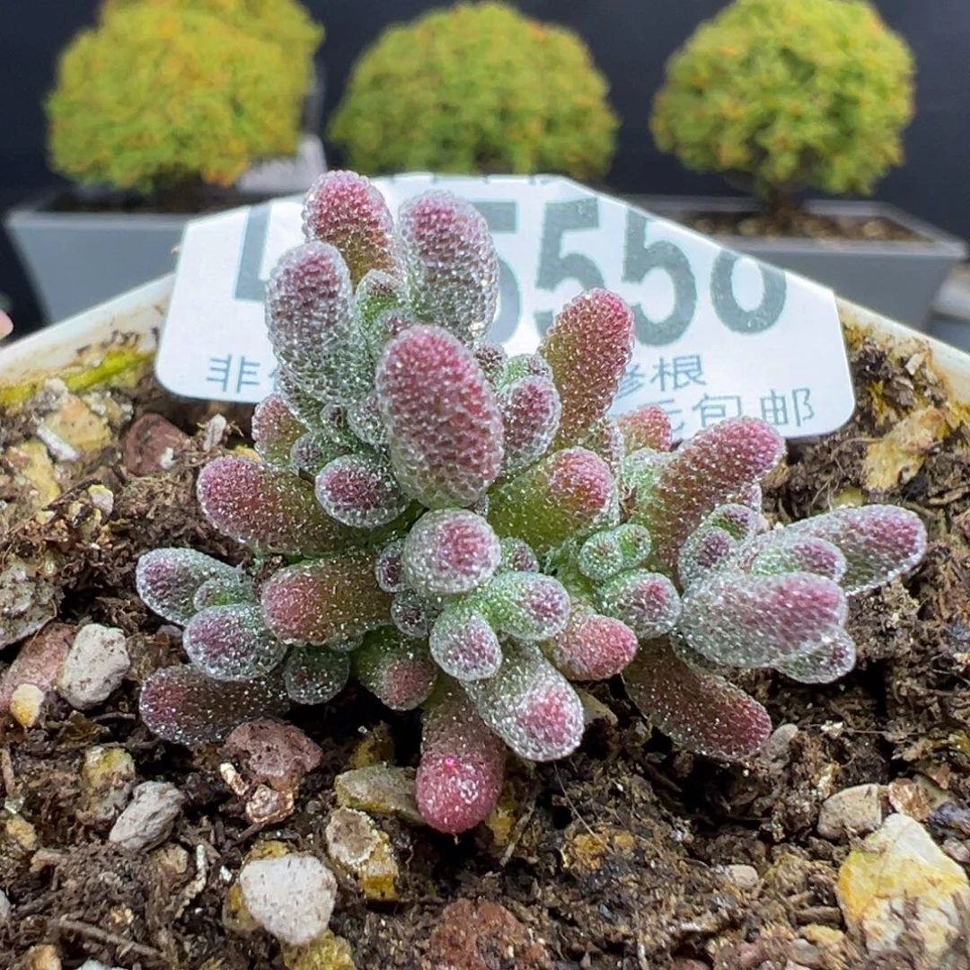 dy5558实生紫冰晶冠幅3cm