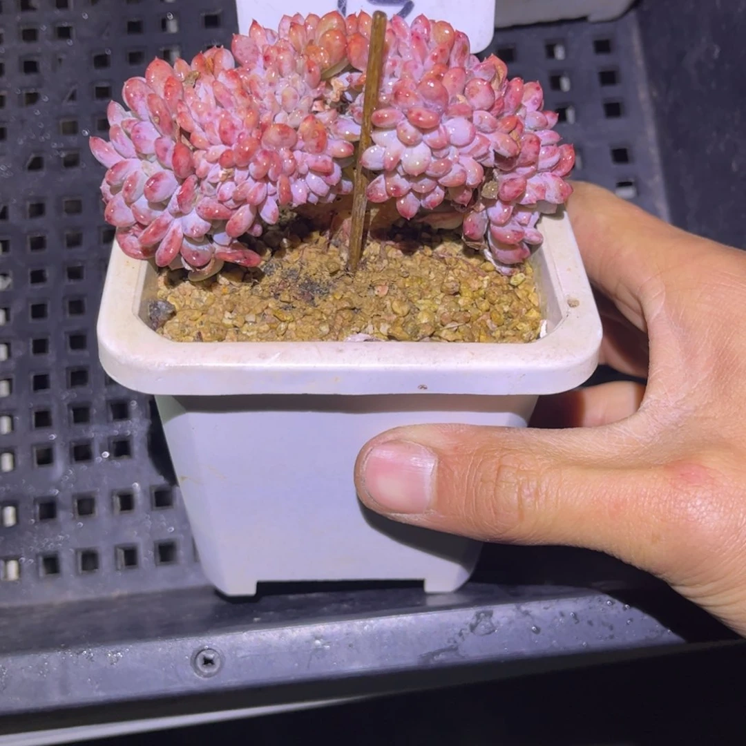 73 号小曹年度一物一拍