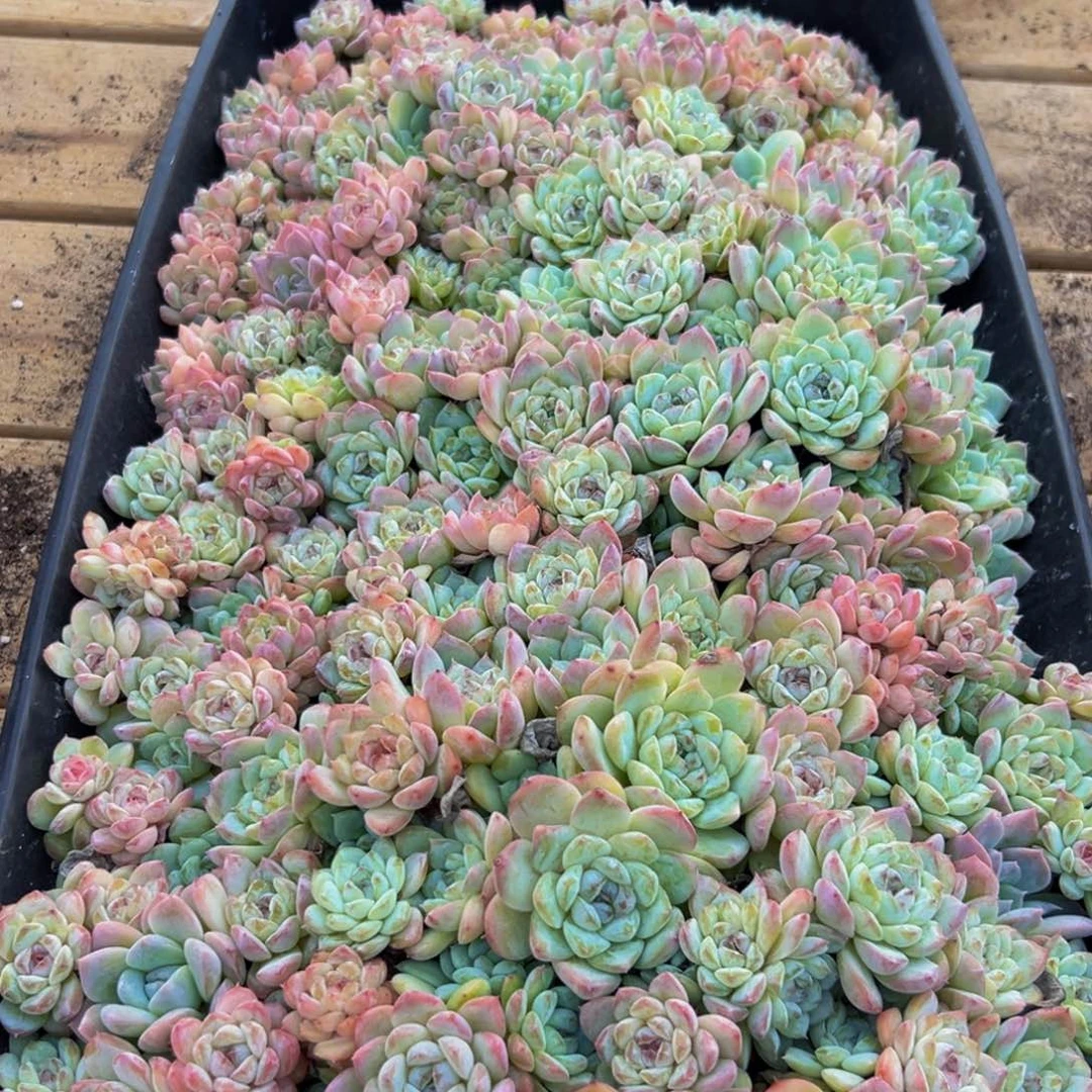 176的人都在用的吧哈哈