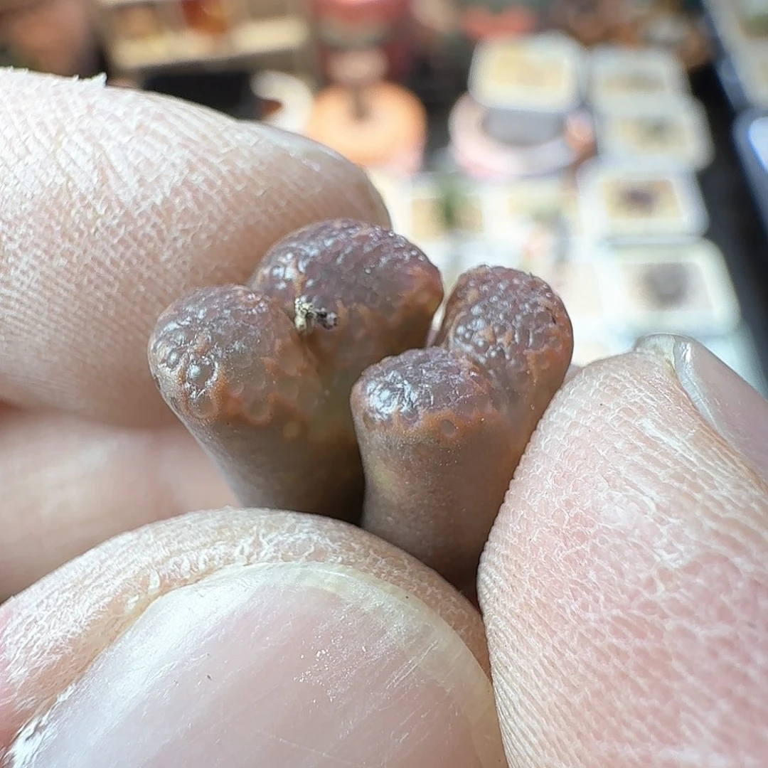 I****?dy6 iris 韩国杨梅