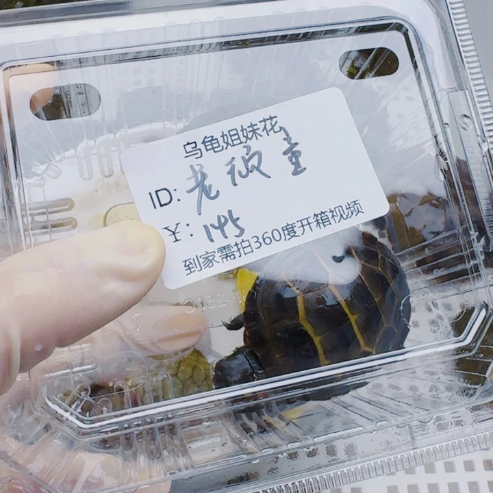 老***1母宠物龟2222222222