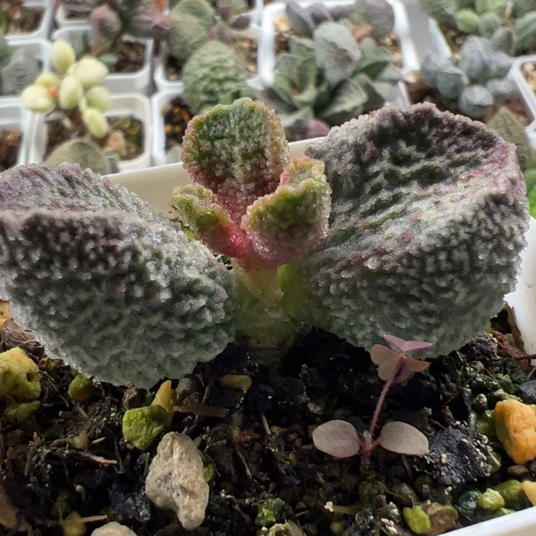 实生新品单头纯木质桩多肉植物