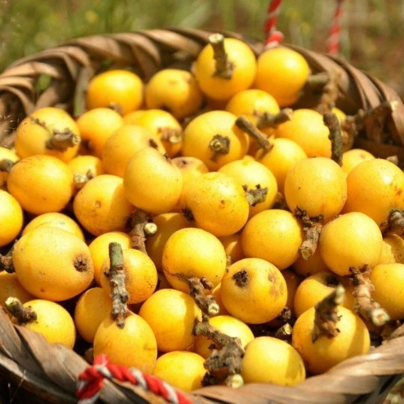 贵州【野生土枇杷】高山枇杷新鲜水果当季甜枇杷琵琶顺丰包邮