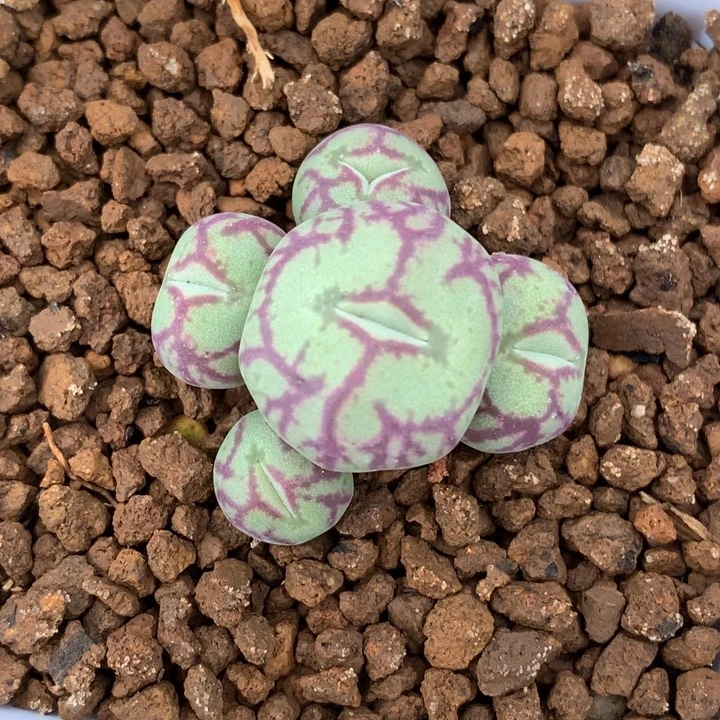 精品多肉植物精品八重猴