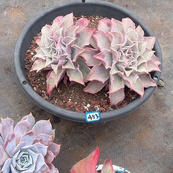 453饺子皮一物一拍多肉