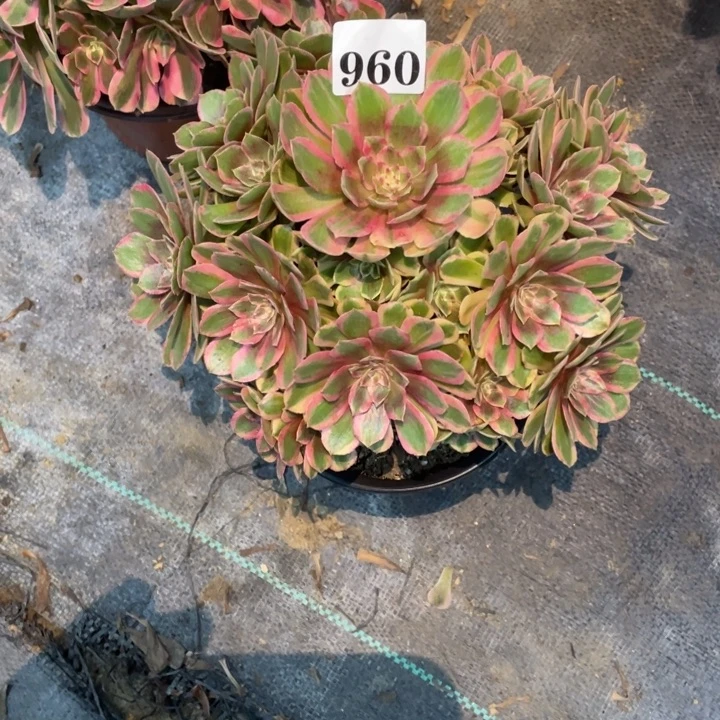 960号精品法师粉花妖