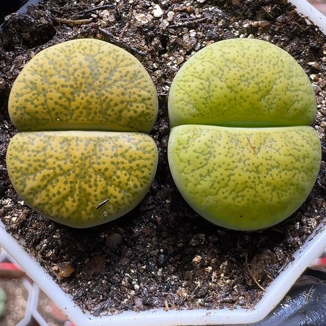 生石花11111。  101