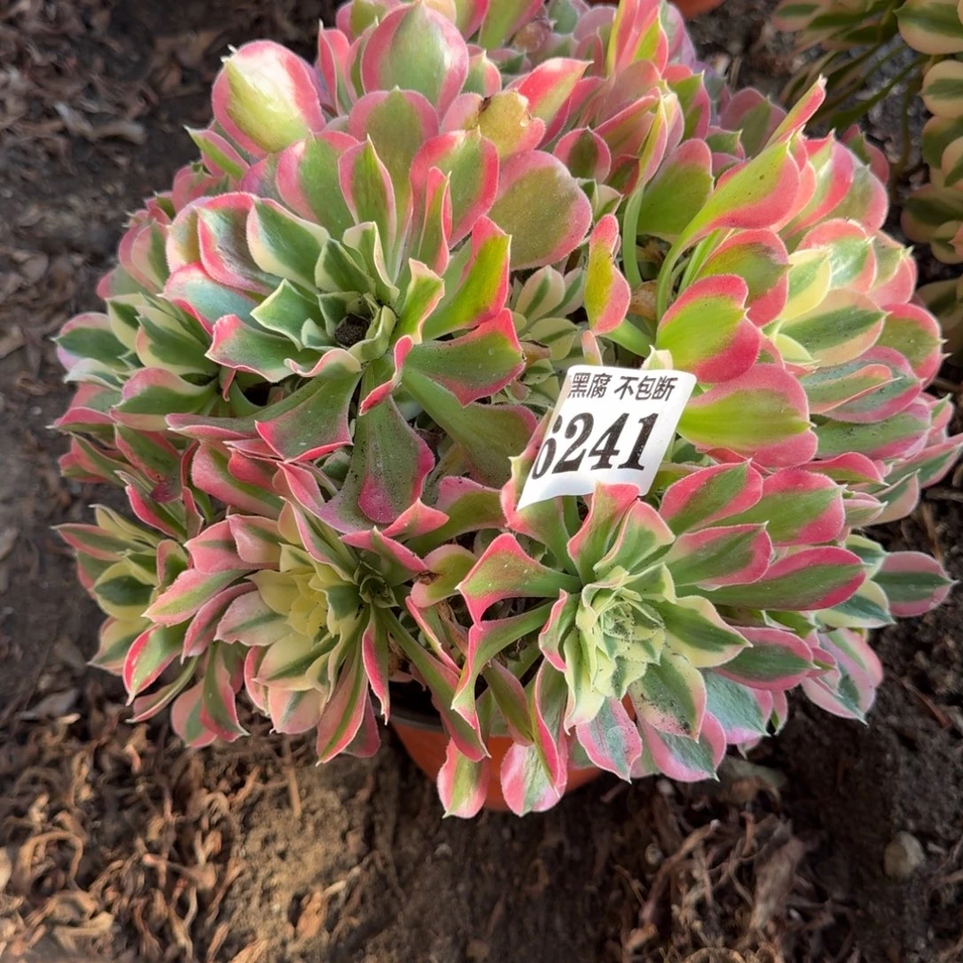 法师白凤6241 19-27