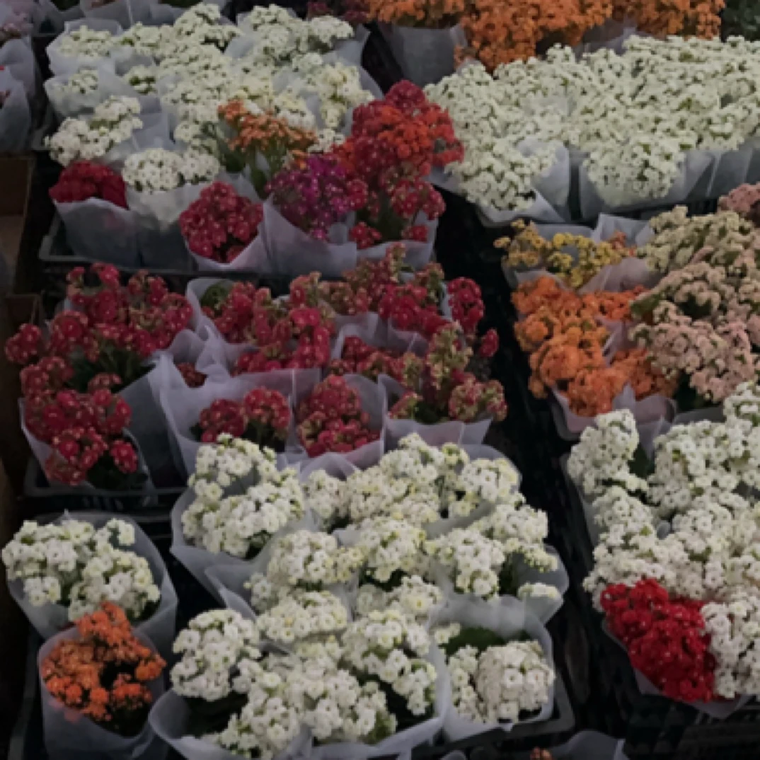 长寿花，花后苗，清棚处理，一箱6盆，一物一拍，不售后，介意勿拍！！！