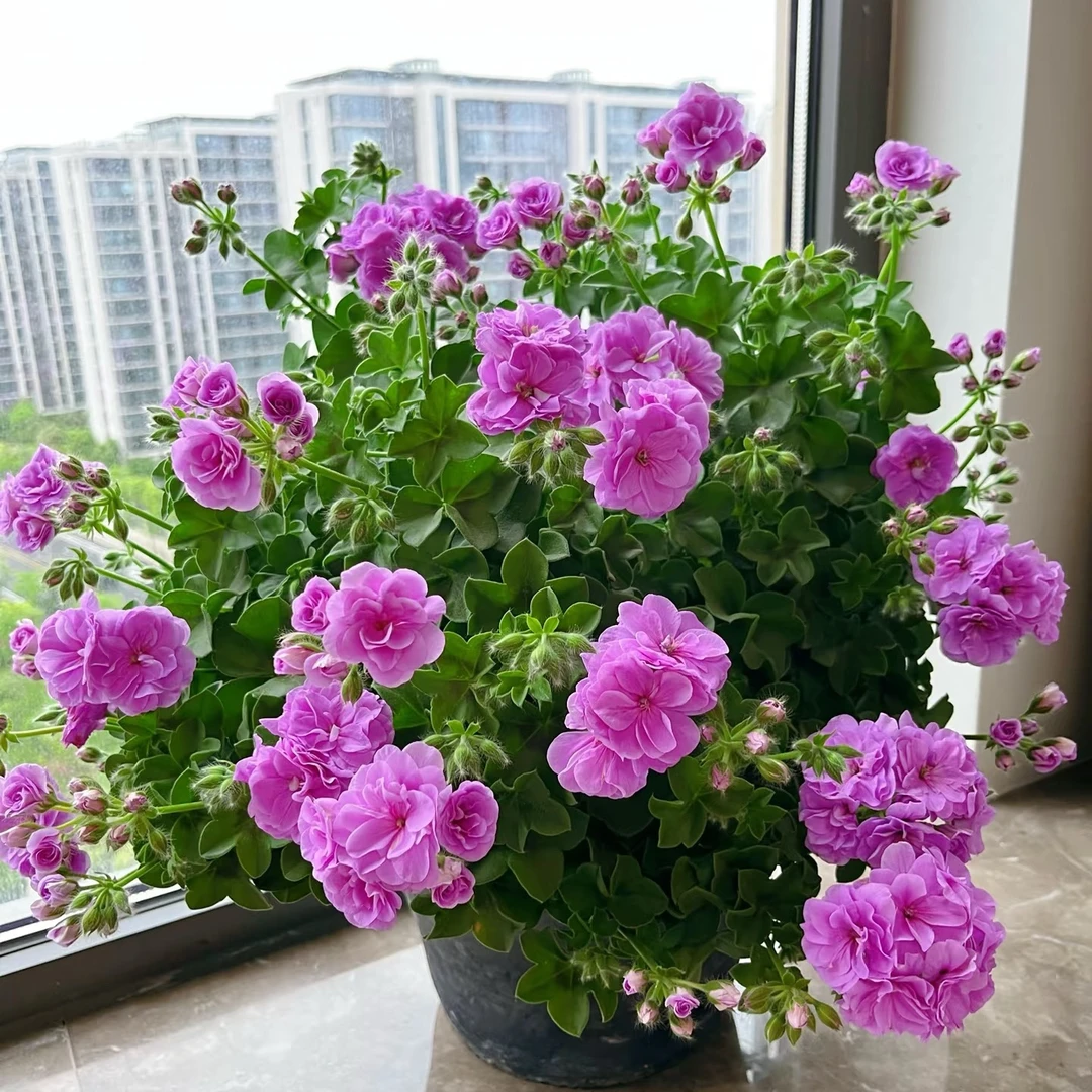 垂吊——夏日玫瑰【高颜值，花量大】绿植盆栽耐寒四季开花ins风