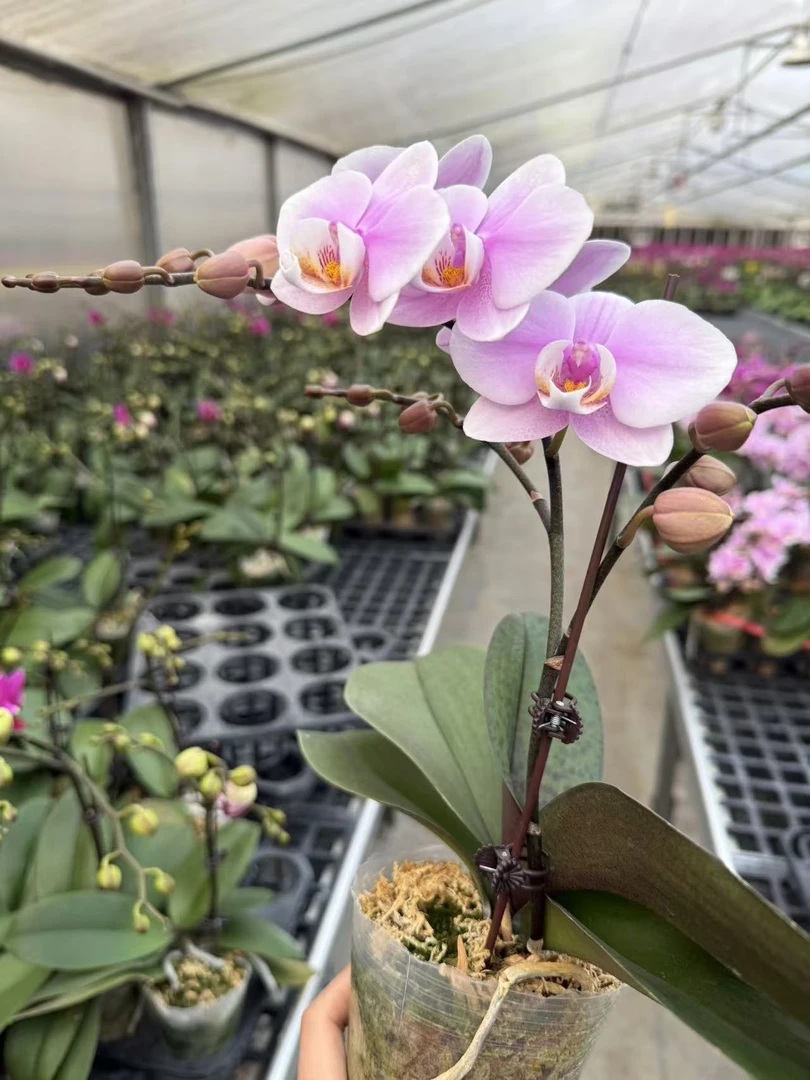 （花王）万人迷蝴蝶兰·高端室内兰花·带花剑带花苞